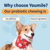 Pet Probiotic Chewable Tablets A Variety Of Enzyme Blends To Promote Intestinal Digestion Health Supplements For Dogs