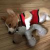 Fun Animal Shape Squeaky Toy For Dog Chewing and Tugging Entertainment Activity Teething Toy for Aggressive Chewers