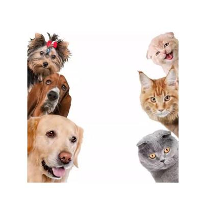1pcs Dogs Cats 3D Wall Sticker Funny Door Window Wardrobe Fridge Decorations for Kids Room Home Decor Cartoon Animal