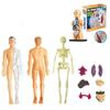 Educational Anatomy Toy For Exploring Human Body