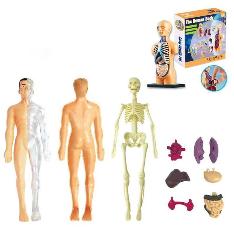 Educational Anatomy Toy For Exploring Human Body