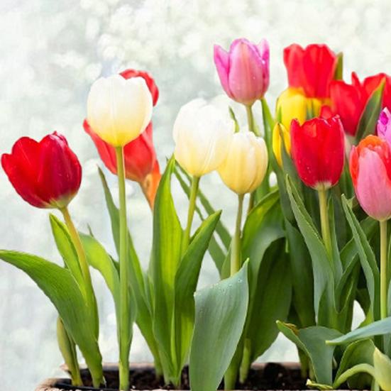 Fensteraufkleber Frühling Garten Design Doppelseitige Sichtbarkeit Elektrostatische Haftung Glasaufkleber Heim- und Geschäftsfensterdekoration