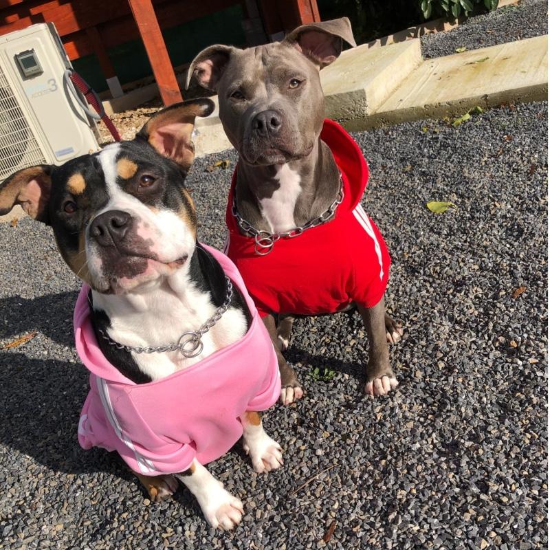 Buy Pet Dog Hoodie Winter Clothes for Medium Large Dogs,Fleece Warm