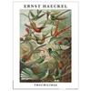Ernst Haeckel Trochilidae Print