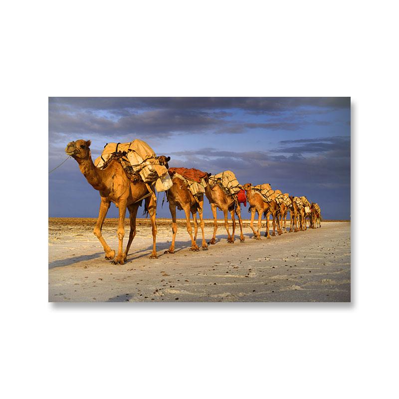 

Холст с верблюдом в пустыне, настенные картины с изображением животных, пейзаж, египетские пирамиды, постеры с Нилом для гостиной, Настенный декор, Cuadros 21x30cm No Framed