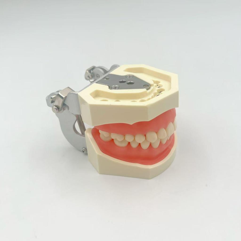 Modelo Dental No Extraíble con 28 Dientes