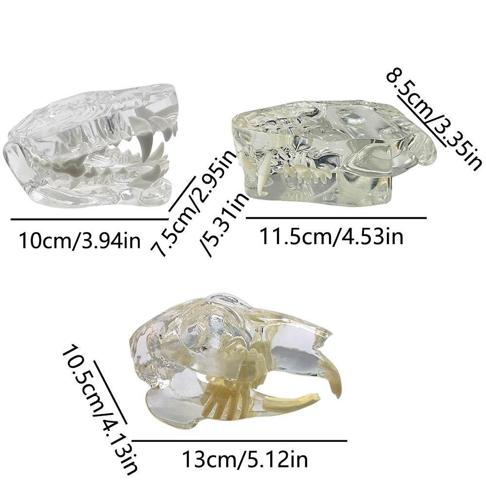 Transparent Dog Tooth Model Dog Cat Rabbit Dental Teaching Canine Cat Clear Typodont  Clinic