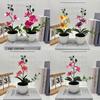 Simulated Sand Phalaenopsis Bonsai Green Plants For Home Wedding Decoration