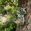 Hängender Vogelhäuschen für Terrasse Baumgesicht Futterspender Alte Mann Statue Outdoor Fantasy Garten Kunst Dekor Harz Skulptur Dekorativer Hinterhof Bäume