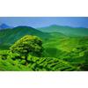 250g Organic Taiwan Dong Ding Ginseng Oolong Loose Leaf Slimming Tea