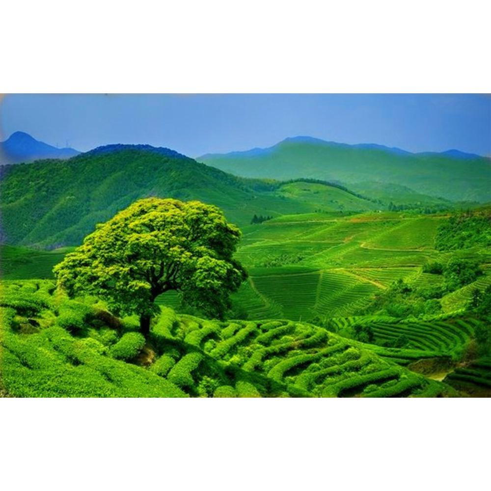 250g Organic Taiwan Dong Ding Ginseng Oolong Loose Leaf Slimming Tea