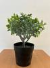 Artificial Potted Plant 20Cm Realistic Nice Bush For Home Office