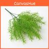 Plant Cochinchinensis Asparagus For Interior Decoration Events Photography