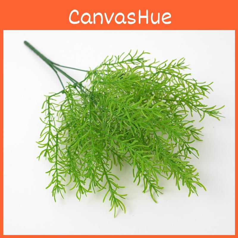 Plant Cochinchinensis Asparagus For Interior Decoration Events Photography