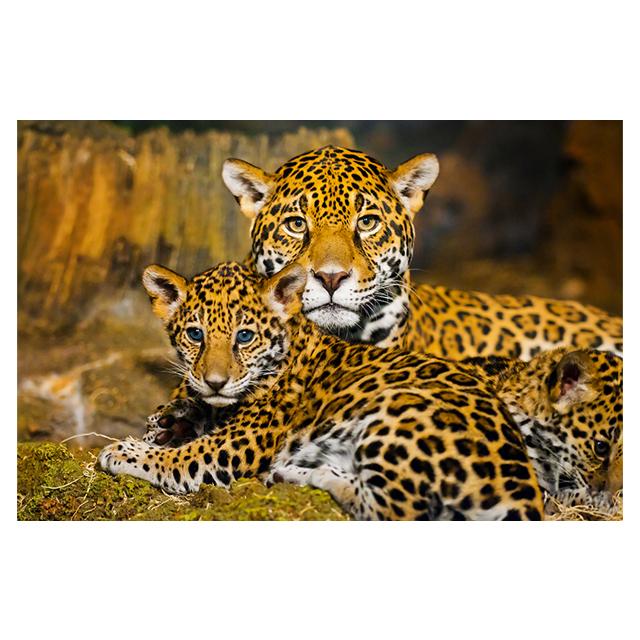 

Семья диких ягуаров, холст, картина, детские постеры с животными и принты на стене, художественные фотографии для гостиной, домашний декор Cuadros 21*30cm