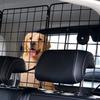 Dog Car Barrier 36.6"-60" Adjustable Pet Divider Gate for Cargo Area