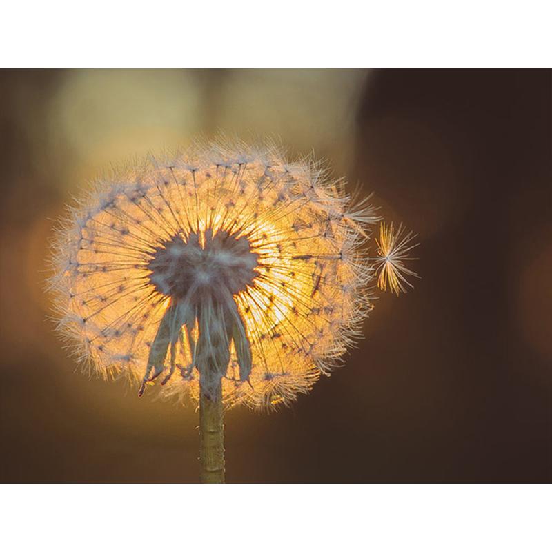 Diamantmaling Løvetann Full Firkant Mosaikkkunst Solnedgang Diamantbroderi Landskap Bilde av Rhinestone Hjemmedekor