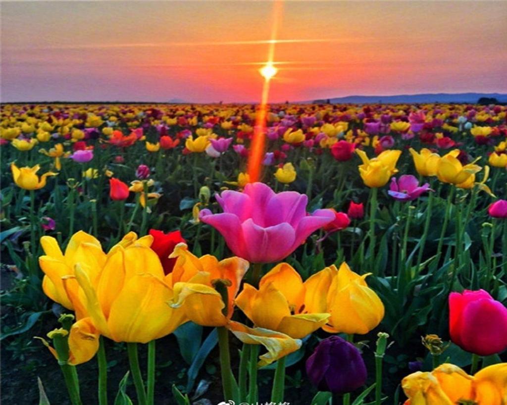 RUOPOTY DIY Frame Oil Painting By Numbers Tulip Flower Home Decor Acrylic Home Decor On Canvas Wall Art Picture For Living Room