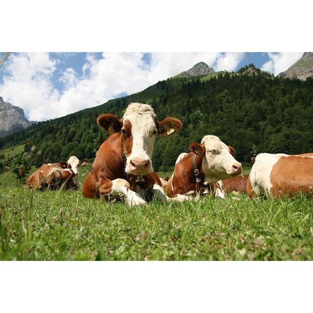 DIY Diamant Malerei 5D Kuh Kreuz Stich Strass Diamant Stickerei Tiere Bild Von Strass Handwerk Wohnkultur