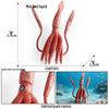 Simulationsmodelle von Meerestieren: Qualle, Oktopus, Meeresgarnele, Seeanemone, Tintenfisch, Pfeilschwanzkrebs, Flusskrebs, Pfeilkraut