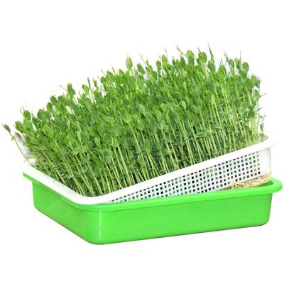 Garden Home Use Seed Sprouter Tray BPA Free PP Soilless Bean Sprout Grower Seedlings Germination Tray Sprouting Kit with Lid