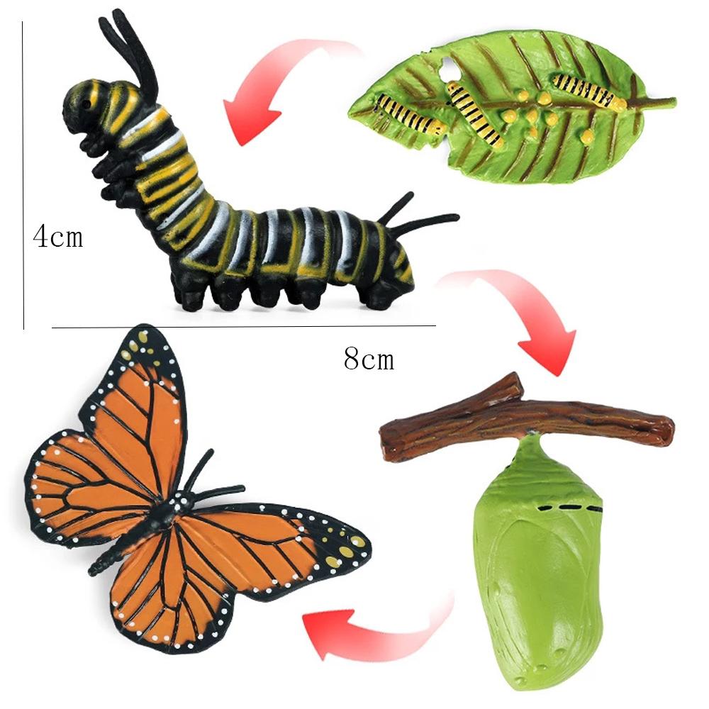 Animal Life Cycle Children Toys Simulation Plant Model Montessori Teaching Aids Animal Growth Cycle Model Set Cognitive Toy