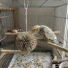 Natural Grass Parrot Hanging Grass Ball Chew-able Shreddable Bird Foraging Ball Bite Resistant Foraging Bird Lovebird