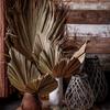 Wedding Decor Party Bohemian Boho Natural Trimmed Palm Spears Dried Plant Fan Leaf Leaves