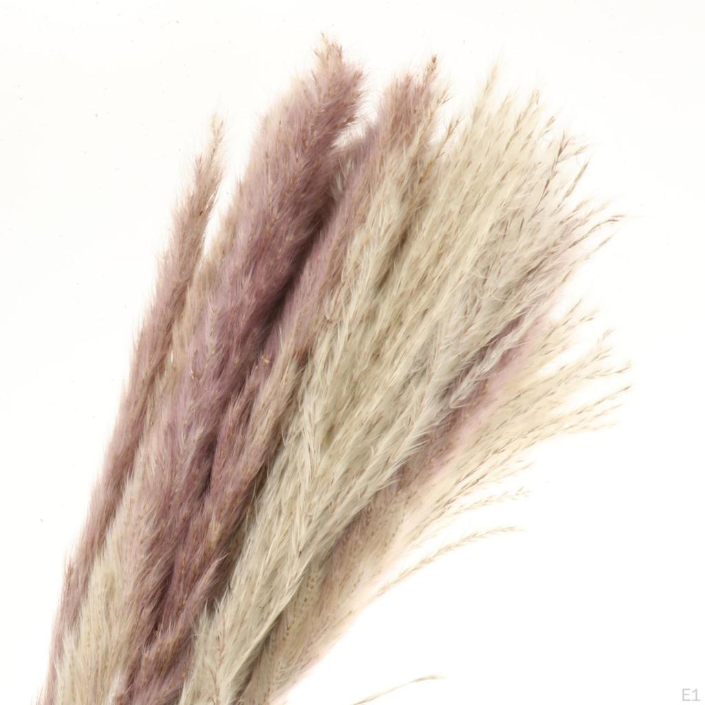 10/ Natural Grass Decor Boho Fried for Dried Decorations Pompous Reed