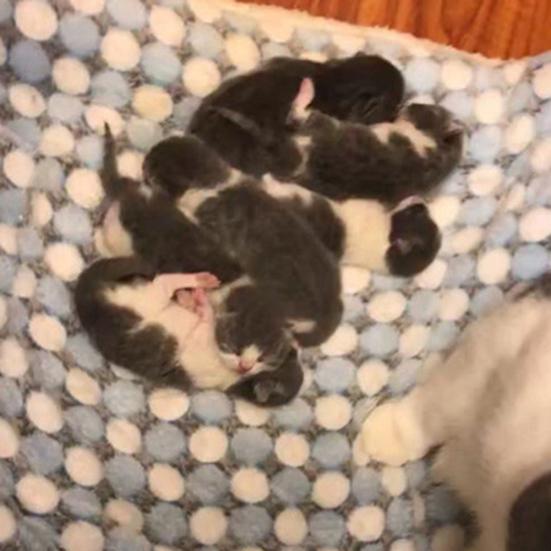 Haustier Hund Katze Stern Pfoten Bettmatte Weiche Fleece Decke Warme Schlafkissen Matratze