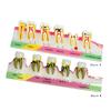 Demonstration Tooth Model Soft Education Clean Display Removable Dental Model Dental Teaching Teaching Tool Standard Tooth