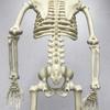 40cm Plastic Human Skeleton Model with Movable Joints for Halloween Decoration and Teaching Display