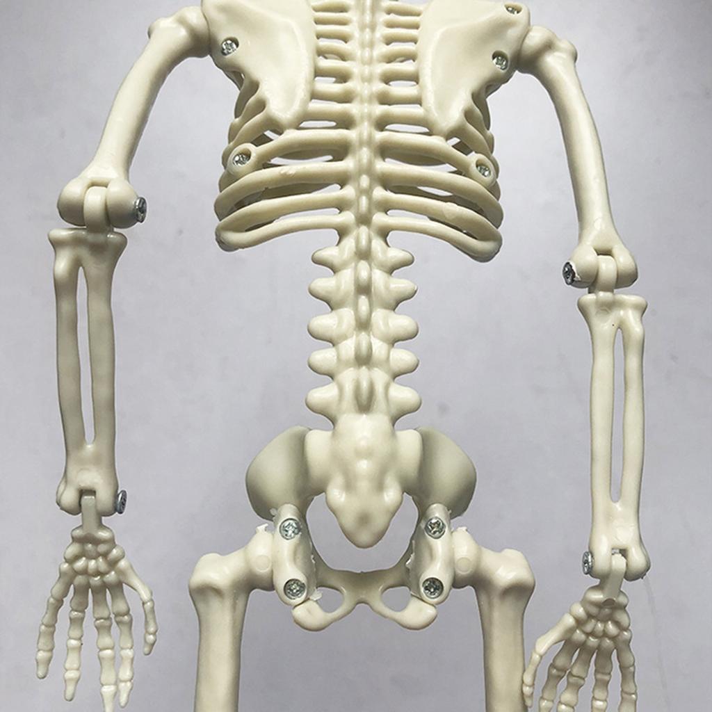 40cm Plastic Human Skeleton Model with Movable Joints for Halloween Decoration and Teaching Display