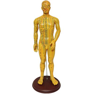 Monolife Human Body Acupuncture Point Meridian Chiropractic For Hard Type Model, Acupoint, Model, Model, Massage, Learning, 52.5cm, Male,