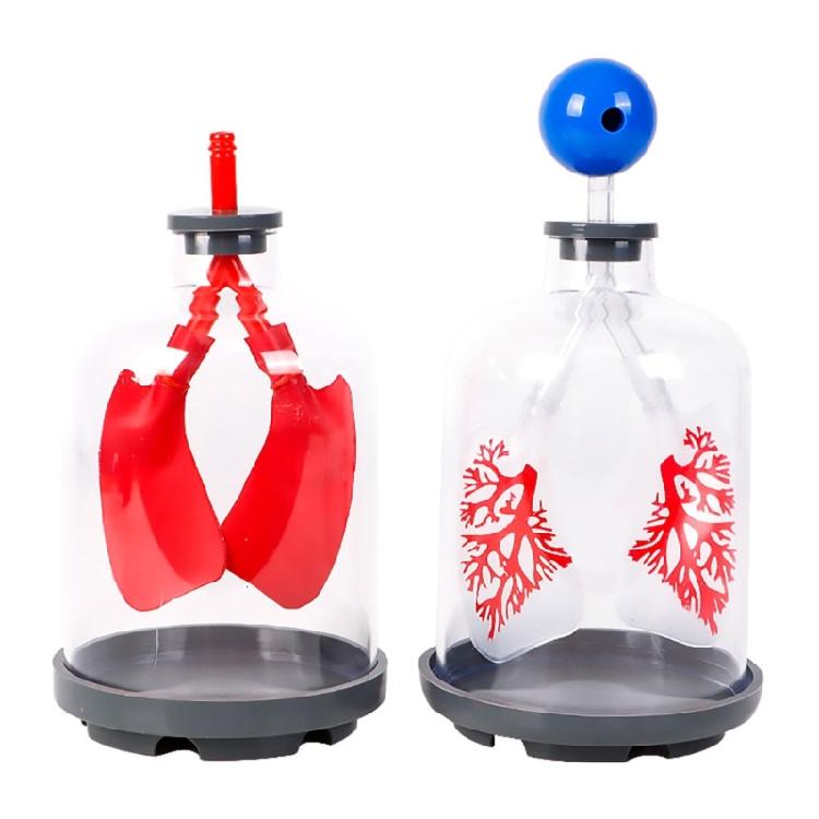 Biology Teaching Aid Demonstrating Diaphragm Action And Gas Exchange In Respiratory Large Size For Clear Instruction