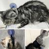 Neu Verwöhnen Sie Ihr geliebtes Haustier mit einem luxuriösen und erholsamen Tag in unserem opulenten Pet Spa Salon - Verwöhnen Sie es mit erstklassigem G