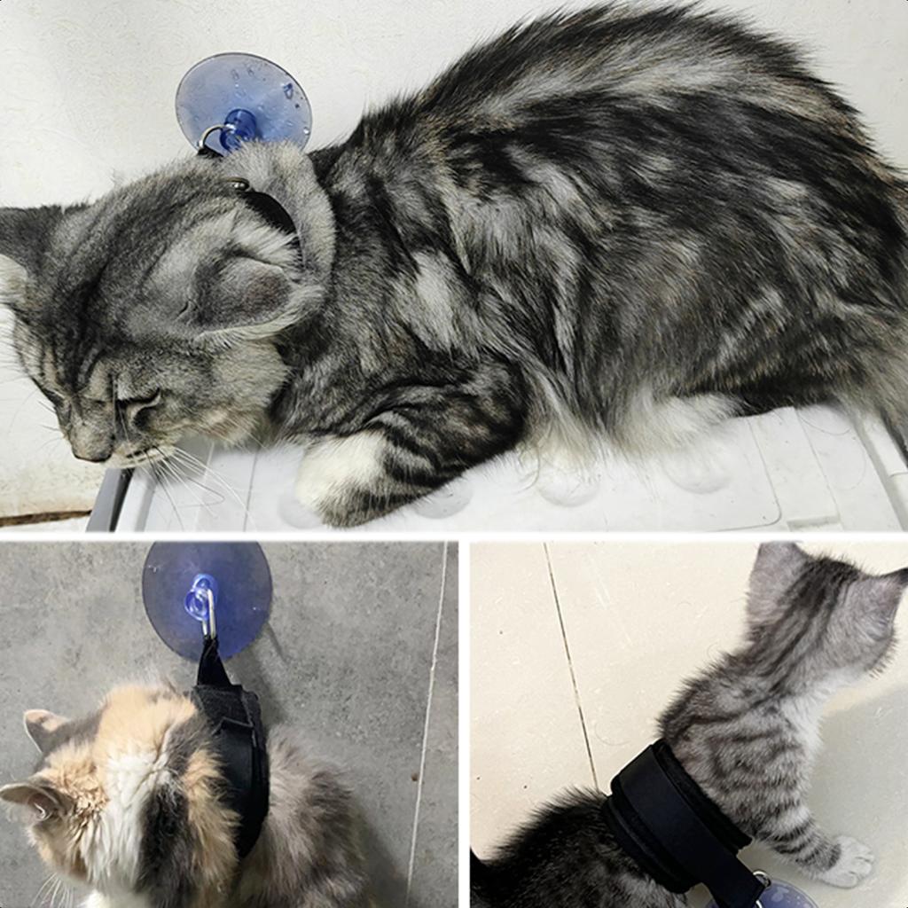 Neu Verwöhnen Sie Ihr geliebtes Haustier mit einem luxuriösen und erholsamen Tag in unserem opulenten Pet Spa Salon - Verwöhnen Sie es mit erstklassigem G