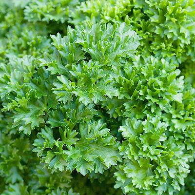 Moss Curled 2 Garden Vegetable Parsley 100g