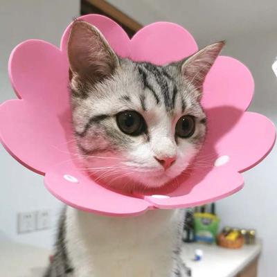 Katter – Vårdprodukter