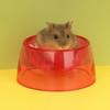 Plastic Pet Feeding Bowl Bite Resistant Rat Food Water Dish New Hamster Water Bowl  Home