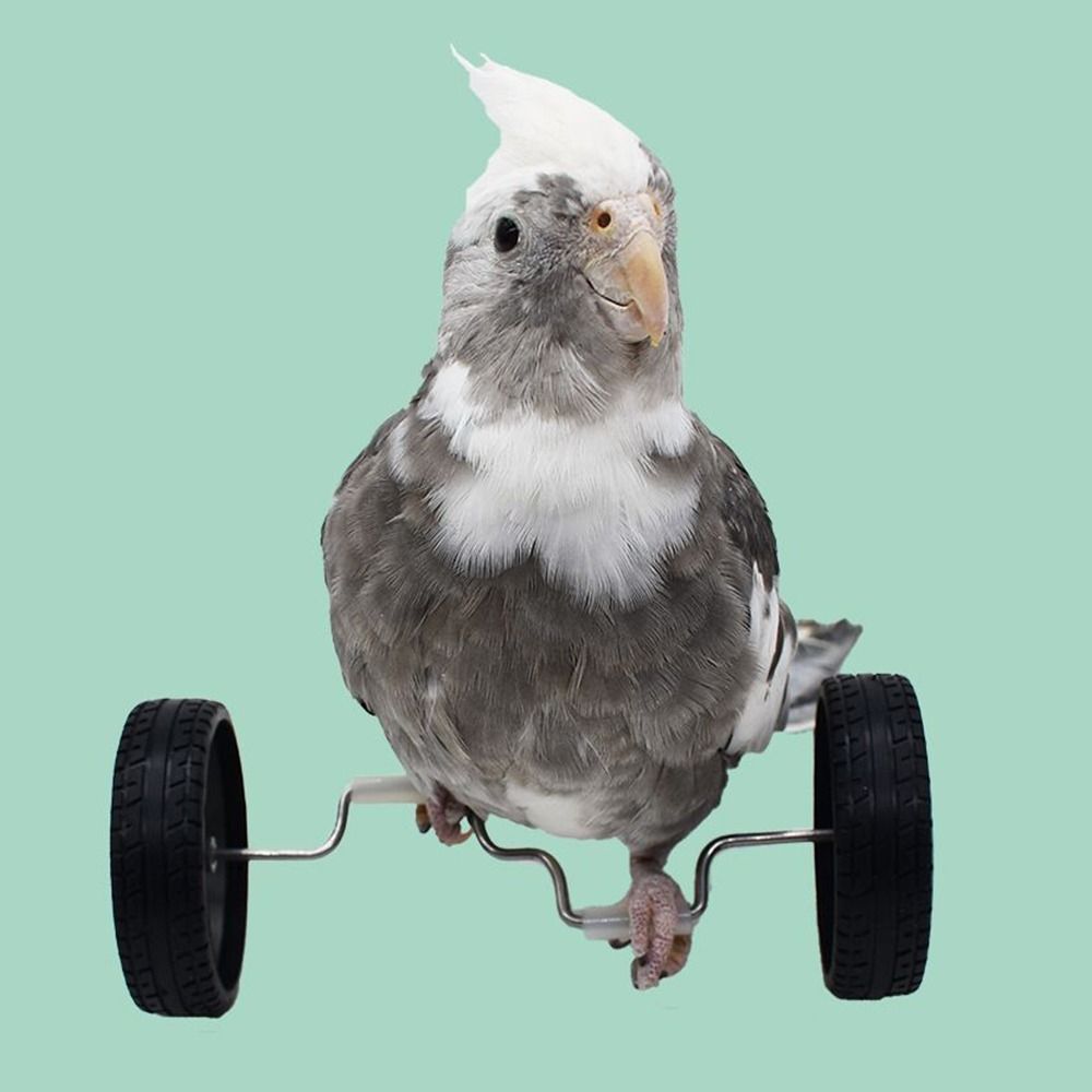 Plastic Parrot Balance Bike Toy Lightweight Birds Intelligence Toy  Cage Accessory