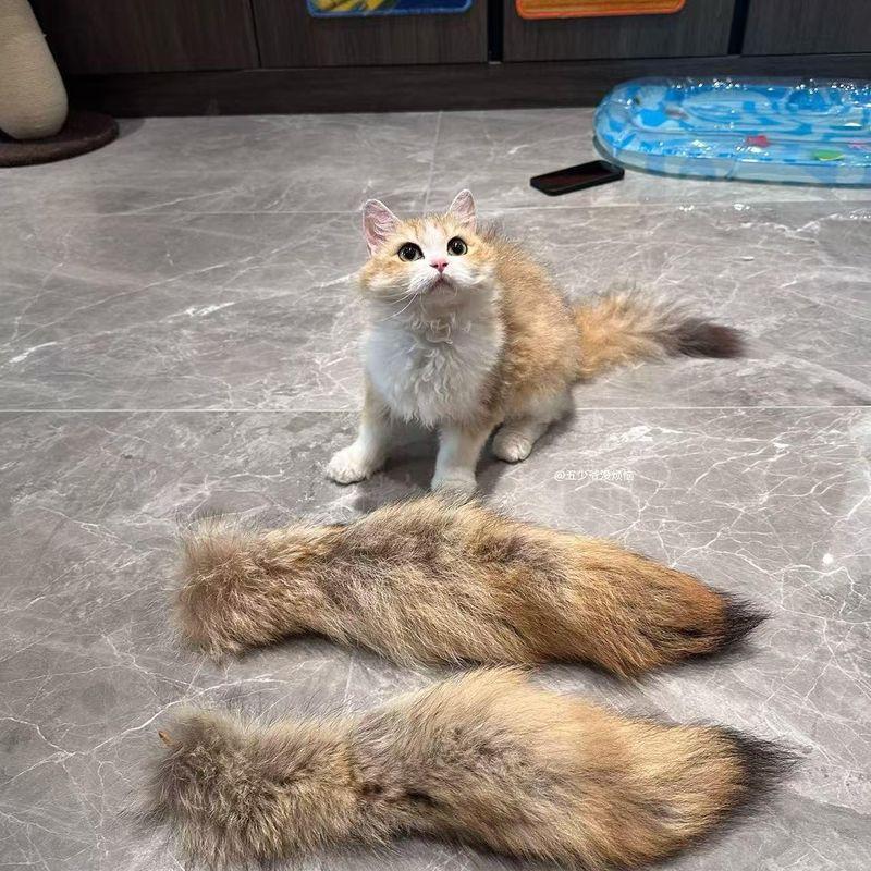 Cat Toy Smell Fengrong Coyote Tail Cat Teaser Cat Smell Toy Self-Hi Relieving Stuffy Handy Gadget Pet Supplies