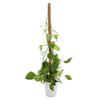 Plant Support Flexible Plant Stake Living Room Plant Stand Plant Climbing Support Suitable for Indoor Plant Growth