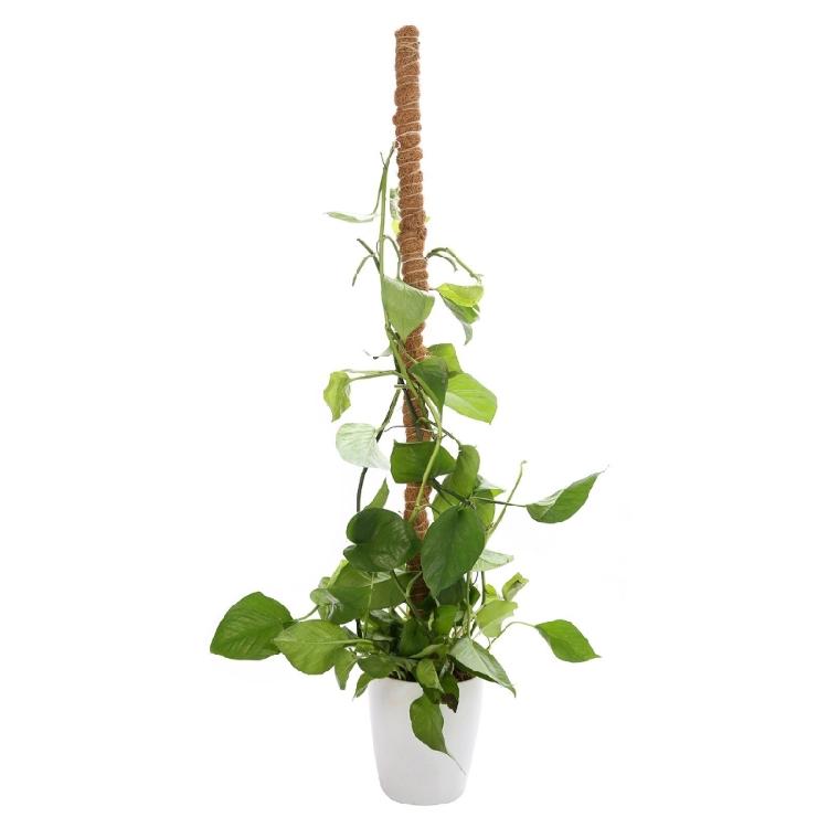 Plant Support Flexible Plant Stake Living Room Plant Stand Plant Climbing Support Suitable for Indoor Plant Growth