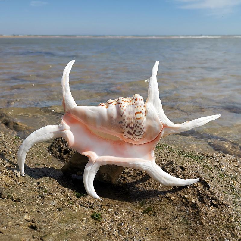Large Conch Seashell Ornament for Wall Decor, Aquarium Aquascaping, and Sea Sound Collection
