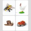 for Frog Animal Life Cycle Model Desktop Decoration Educational Development Toys Realistic Appearance Stimulate Interest
