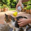 Pulvérisateur de Nettoyage Portable pour Chat Robinet de Bain Réutilisable pour Chien Pommeau de Douche pour Chien Camping