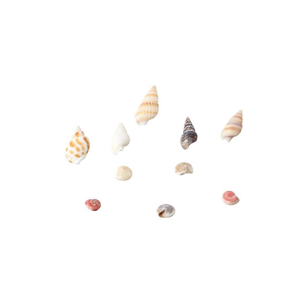 Shell Pendant Natural Sea Shells Aquarium Landscape Scallop Wind Chime Accessories Conch Fish Tank