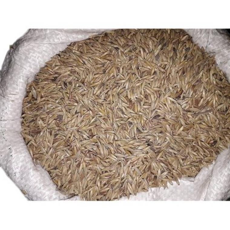 50 SEMEN BAMBUSU ARUNDINACEA - ČERSTVÁ SEMENA