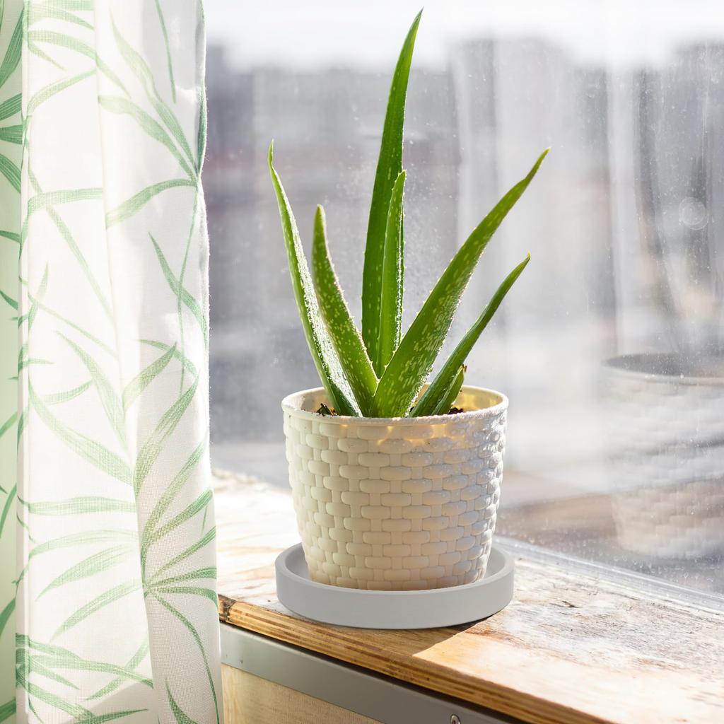 OUNONA Flower Pot Round Shallow Set of Cactus Flower Pot Gardening Dark Planter, Saucer, Tray, Plate, Ceramic, Plate, 2, Pot, Houseplant, Stand,